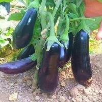 Aubergine